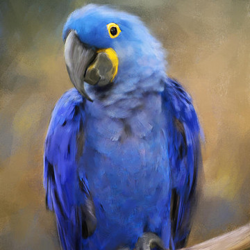Digital Bird Paintings