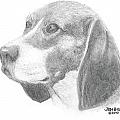 Dogs - pencil drawings