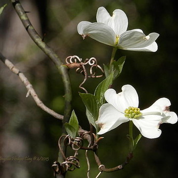 Dogwoods by Angelia Hodges Clay