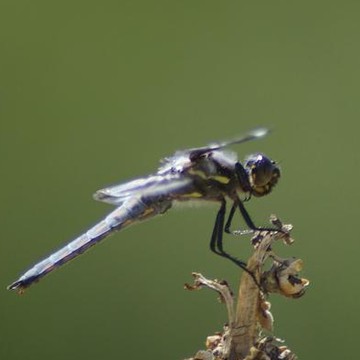 Dragonflies And Bugs Of All Kinds 