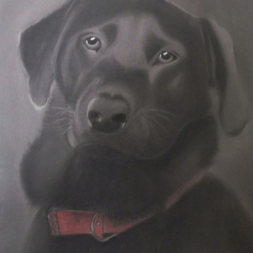 Beautiful Labrador Charcoal Drawing
