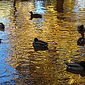 Ducks on Water