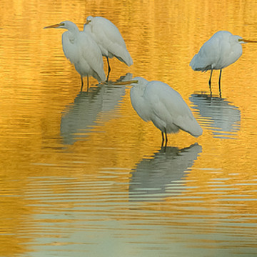 Egrets and Herons