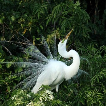 Elegant Egrets