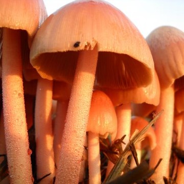 Fairy Shelters - Mushrooms
