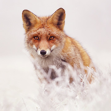 Fairytale Foxes