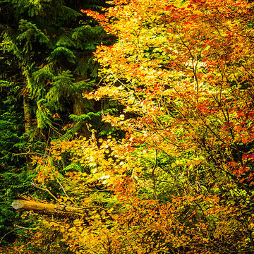 Fall Color Columbia River Gorge