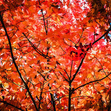 Fall Colors Autumn Colors