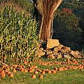 Fall Season and a Pumpkin Patch