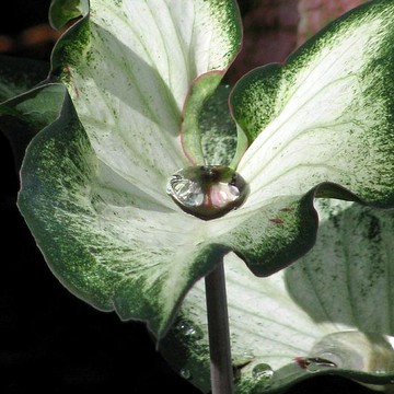 Fancy Leaf Caladium - Diamond In The Rough