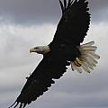 Favorite Bald Eagle Pictures