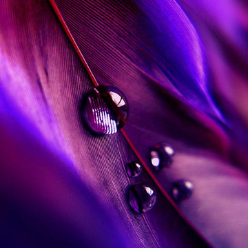 Feather Water Drops
