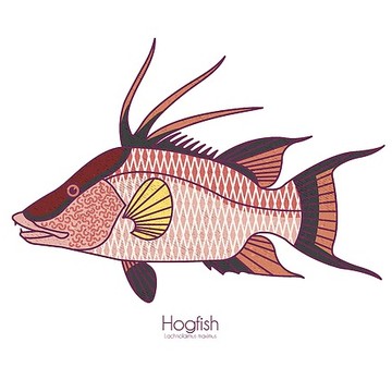 Fish Icon Gallery