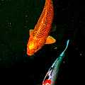 FISH  KOI Friendship fish