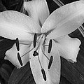 Floral Black White 