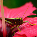 Flowers and Insects