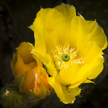 Flowers Cactus