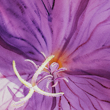Flowers Close Up