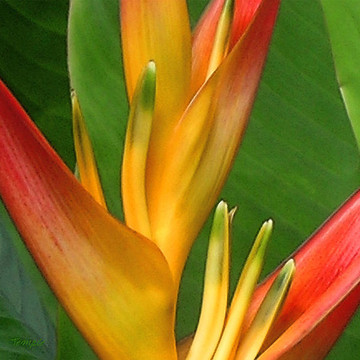 Flowers of Molokai