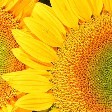 Flowers Yellow