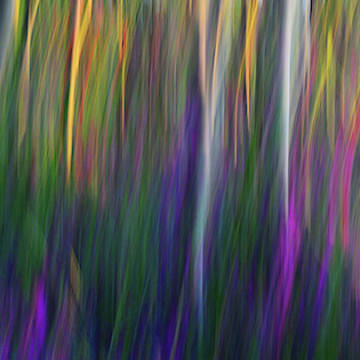Forest Illusions and  Nature Based Abstracts