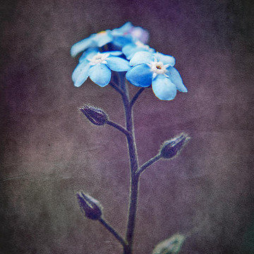 Forget Me Not - 04