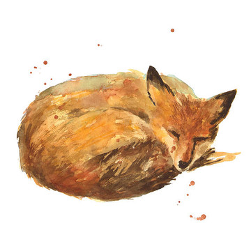 Fox Paintings Watercolour foxes Fox watercolors