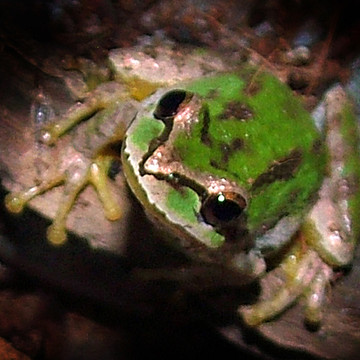 Frog and Amphibian photos