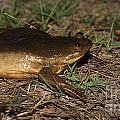 Frogs of Botswana