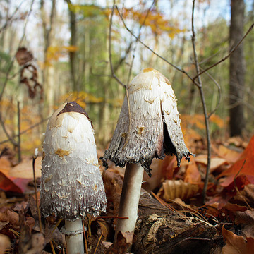 Fungi and Mushrooms