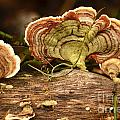 Fungus and mushrooms