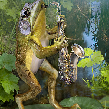 Funny Frogs playing music instruments