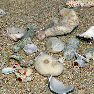 Gifts From The Ocean