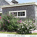 Glenna By The Sea Oysterville Gallery