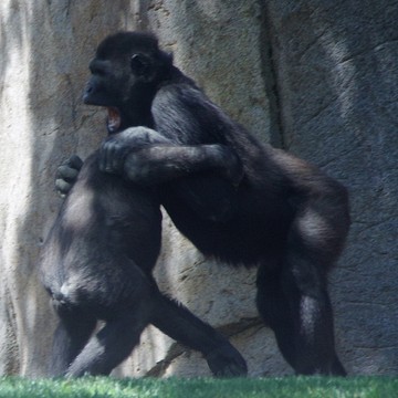 Gorilla Study-2- San Diego Safari Park 1  Month Later 6-9-15