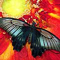 Greeting Cards - Butterfly Wonderland