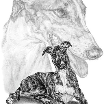 Greyhound Dog Art