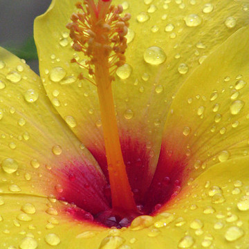 Hibiscus - After The Rain