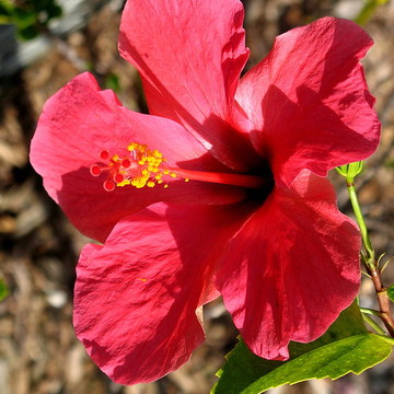 Hibiscus and Rose of Sharon Flowers