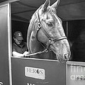 Horses and Racing UK