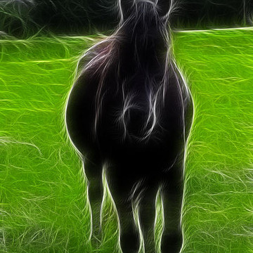 The Horse Cavallo Symbol of Freedom