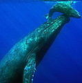 Humpback Whales of Maui Hawaii