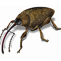 Illus I Beetles