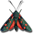 Illus I Butterflies Moths