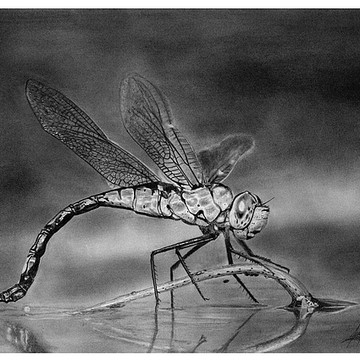Insect Drawings