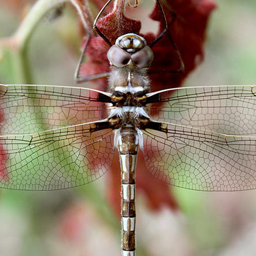 Insects and Wildlife Photos