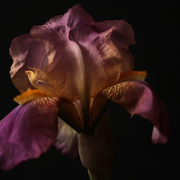 Iris or Irises