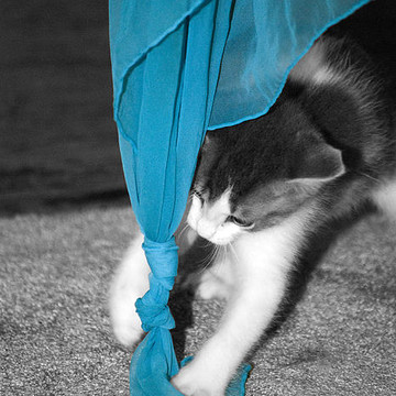 Jackson The Kitty Cat in BW and Selective Coloring