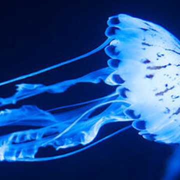 Jellyfish Panorama