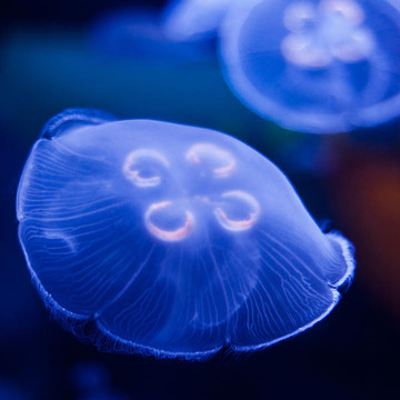 Jellyfish Square